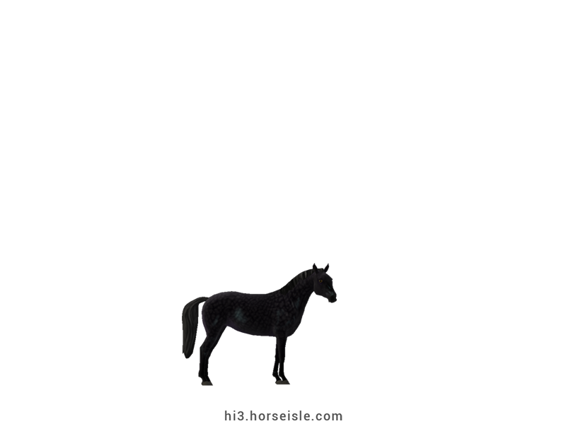 American Miniature Horse Black Coat