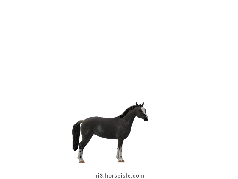 American Miniature Horse Grulla Coat