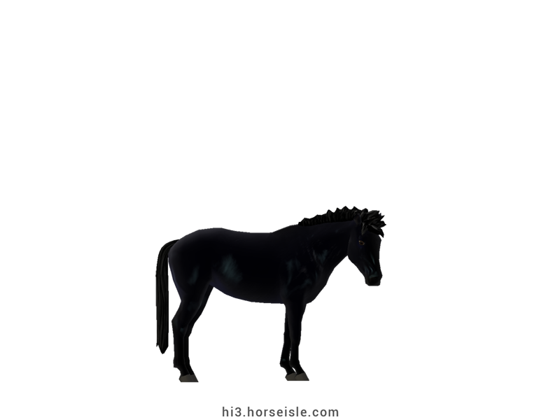 Timor Pony Black Coat