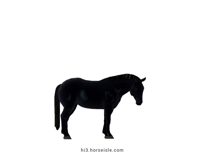 American Quarter Pony Black Coat