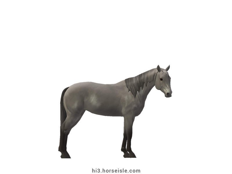 Danish Sport Pony Grey Coat