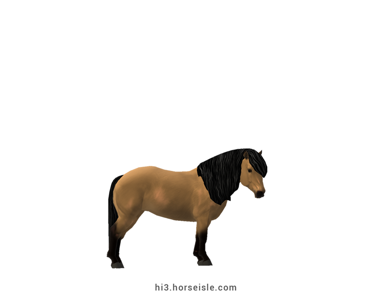 Kerry Bog Pony Buckskin Coat