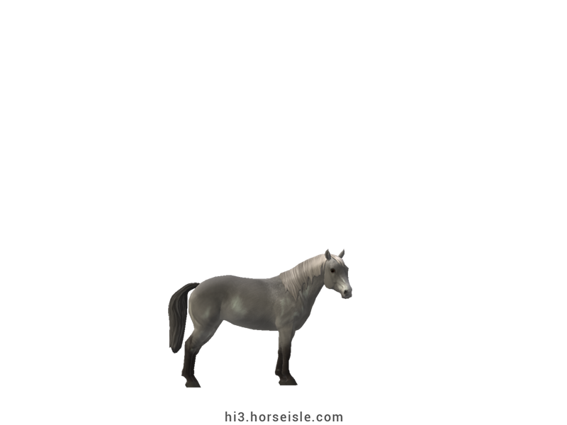 South African Miniature Horse Grey Coat