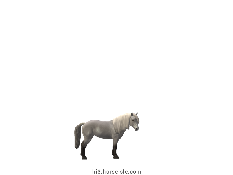 South African Miniature Horse Grey Coat