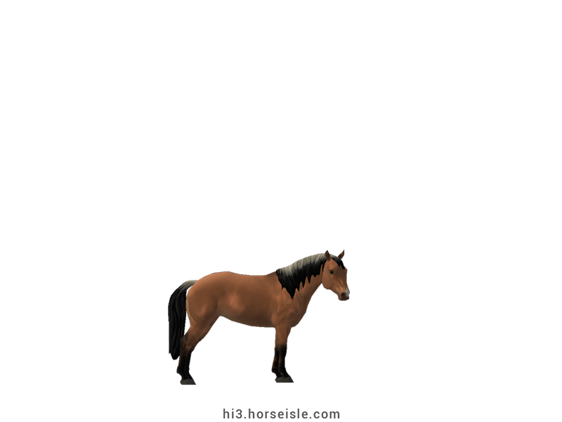 South African Miniature Horse Dun Coat