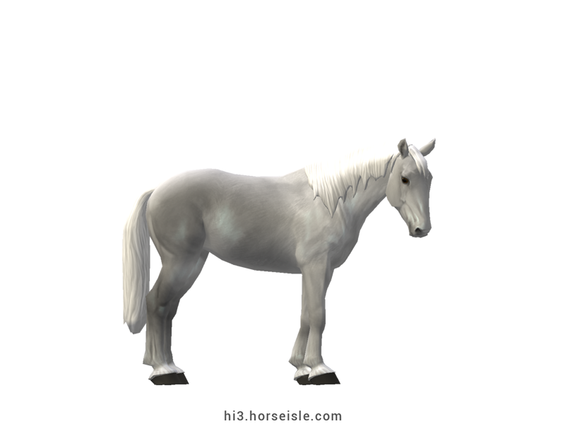 Australian Draught Horse Grey Coat