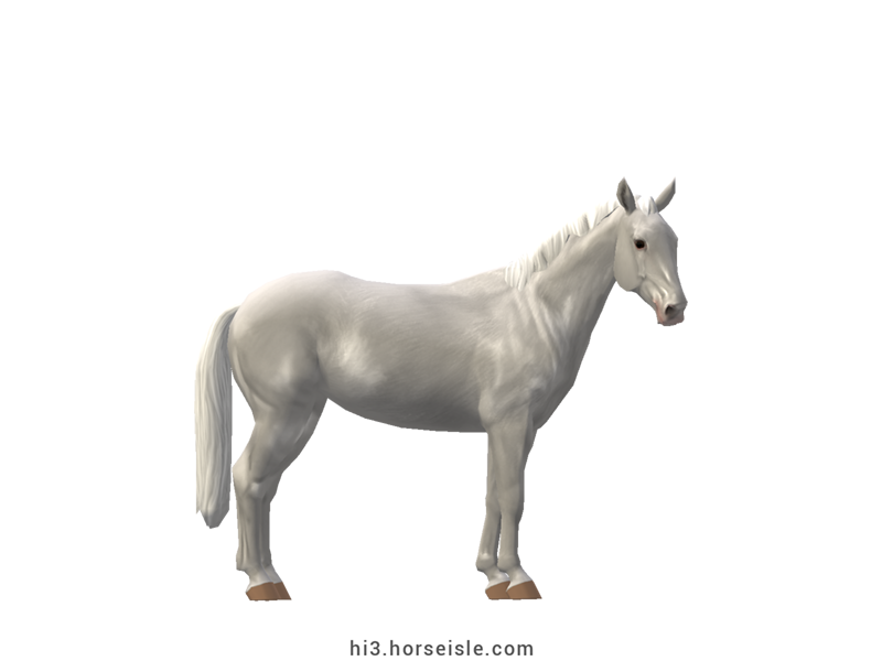 Camarillo White Horse White Coat
