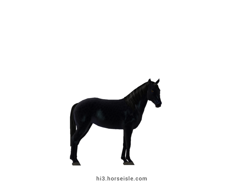 Kentucky Mountain Saddle Horse Black Coat