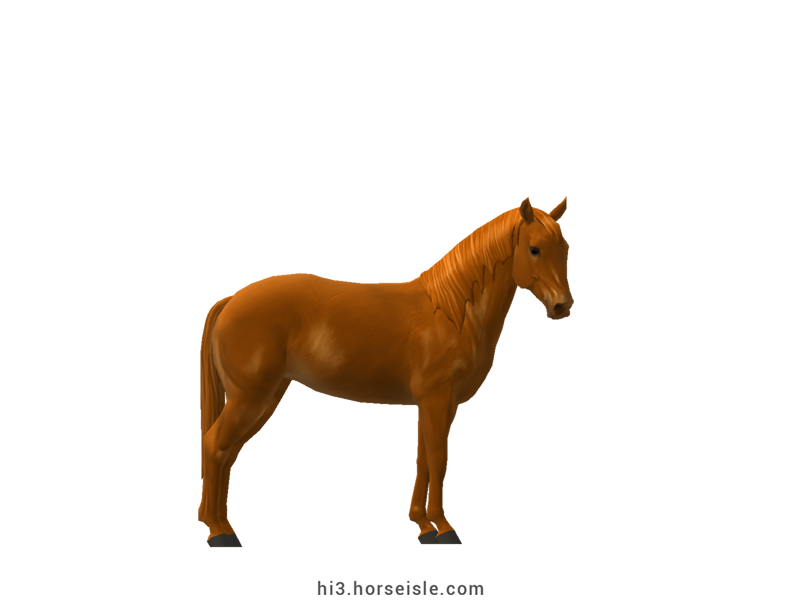 Kentucky Mountain Saddle Horse - Type B Chestnut Coat