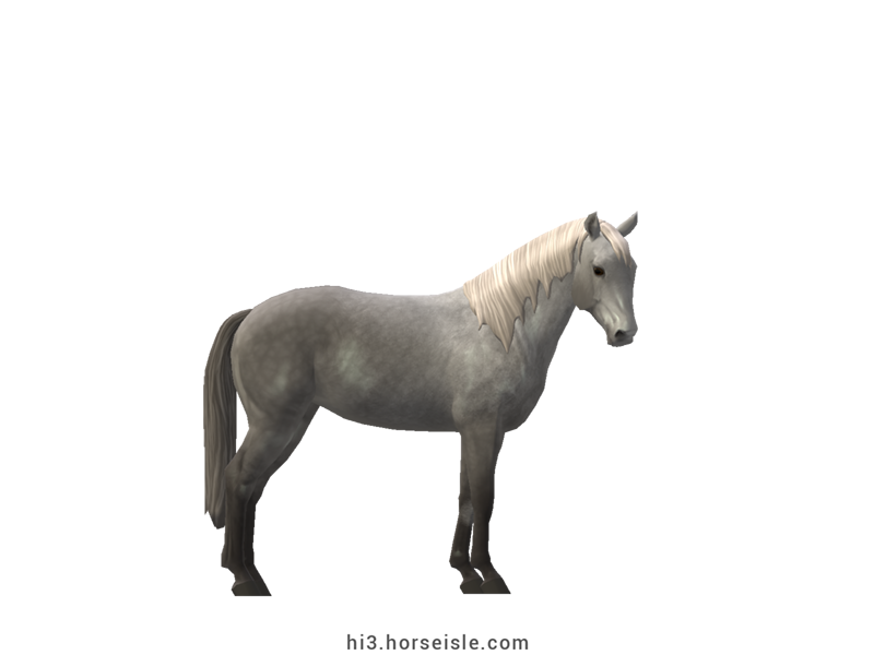 Kentucky Mountain Saddle Horse - Type B Grey Coat
