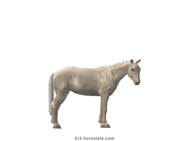 Large Belgian Riding Pony Cremello Coat