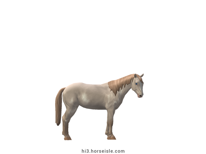 Small Belgian Riding Pony Perlino Coat