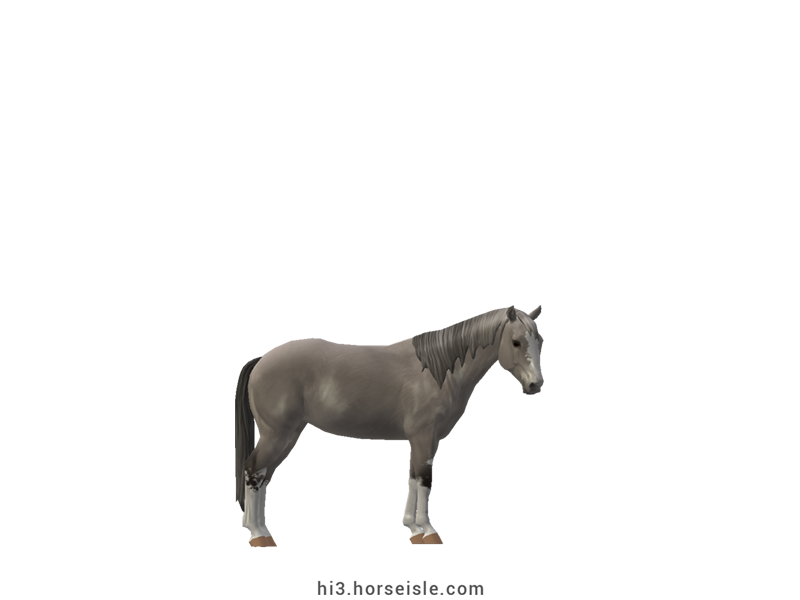 Small Belgian Riding Pony Grey Coat