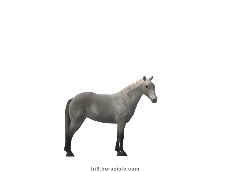 Piquira Pony Grey Coat
