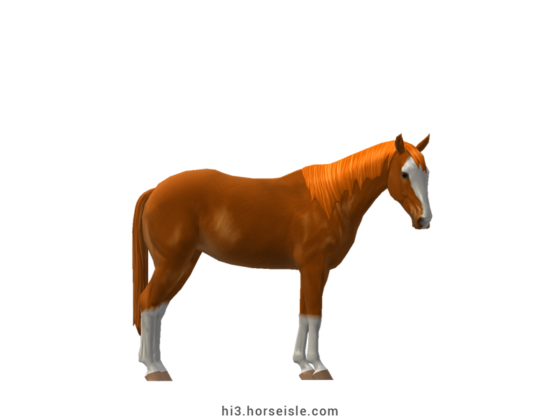 Australian Stock Horse Chestnut Coat