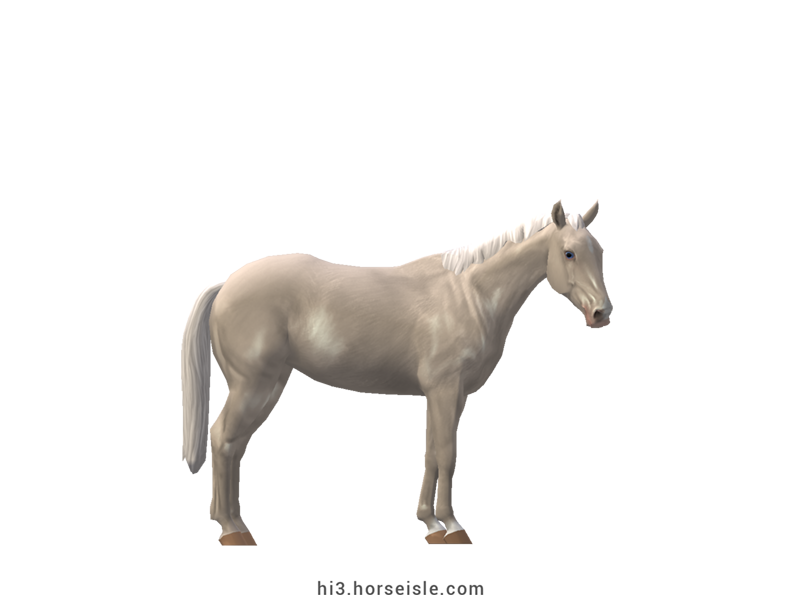 Australian Stock Horse Cremello Coat
