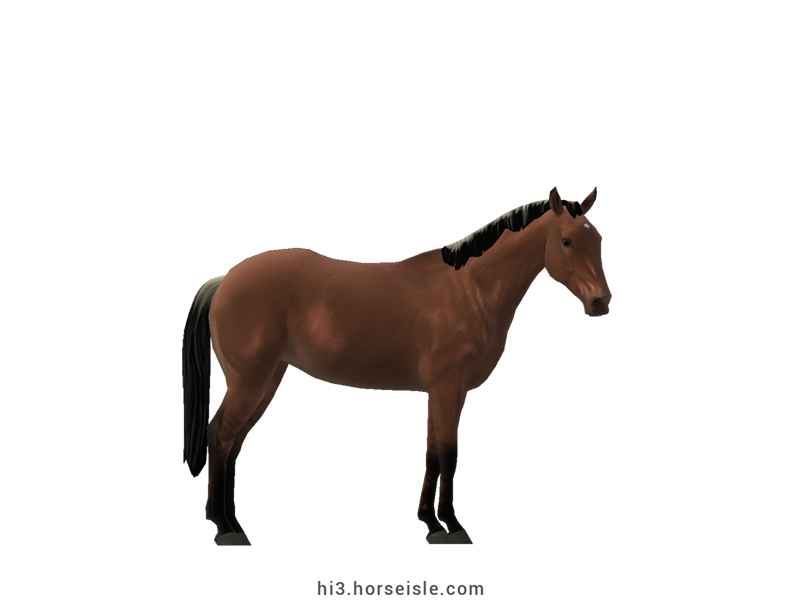 Australian Stock Horse Dun Coat