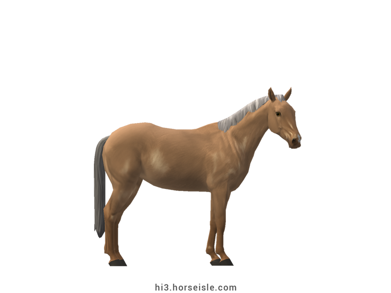 Australian Stock Horse Dunalino Coat