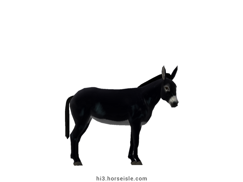 Pyrenean Donkey Black Coat