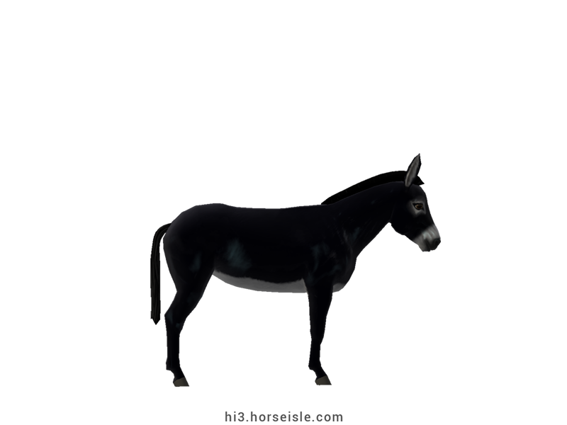 Pyrenean Donkey Black Coat (right view)