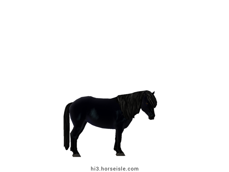 Carneddau Pony Black Coat