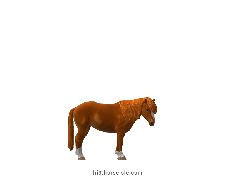 Carneddau Pony Chestnut Coat