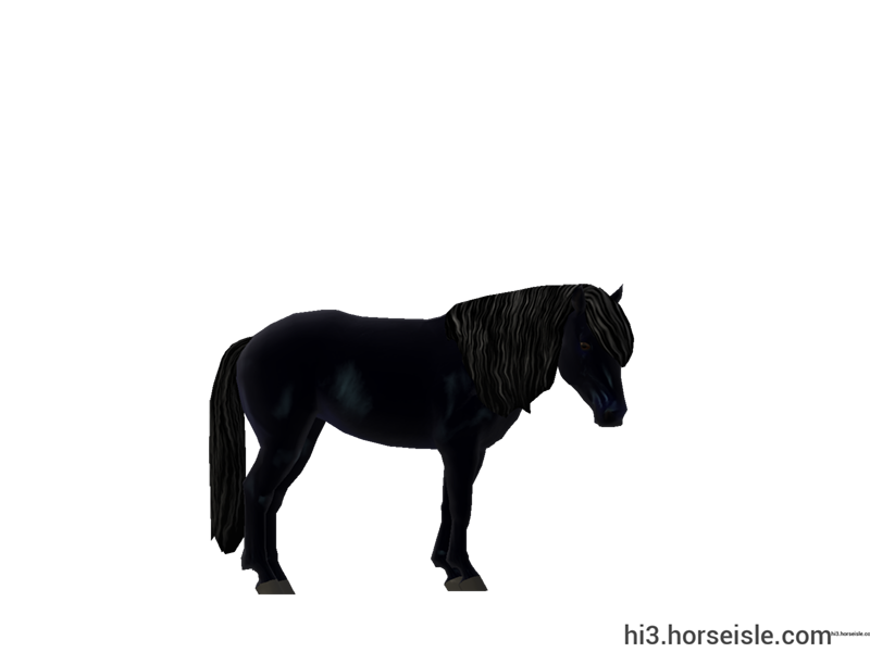 Sable Island Horse Black Coat