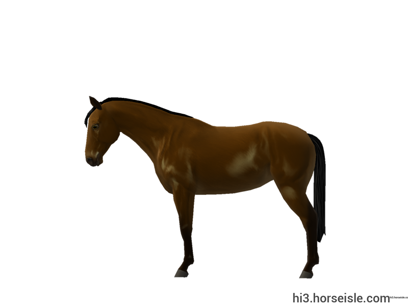 Anglo-Trakehner Brown Coat (left view)