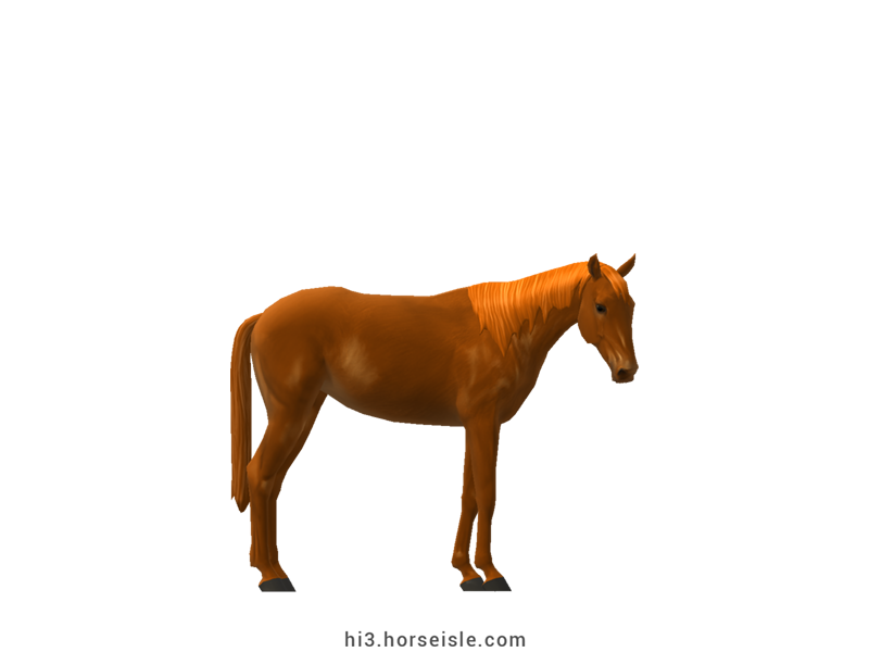 Namib Desert Horse Chestnut Coat