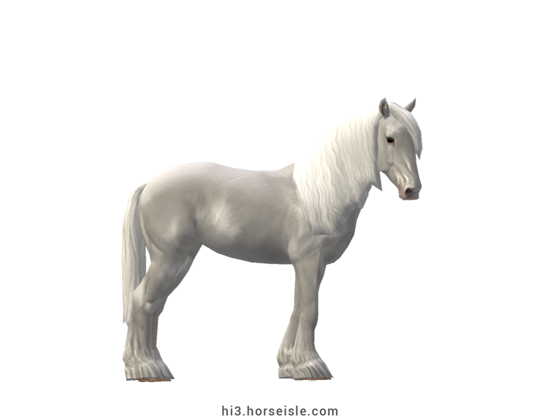 Friesian White Horse White Coat