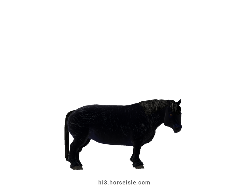 Cow-pony Highland Black Coat