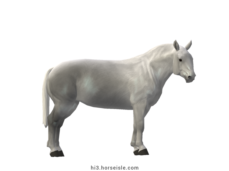 Cow-pony Chianina Grey Coat