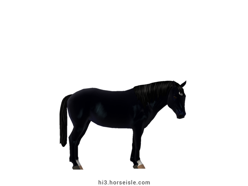Peneia Pony Black Coat