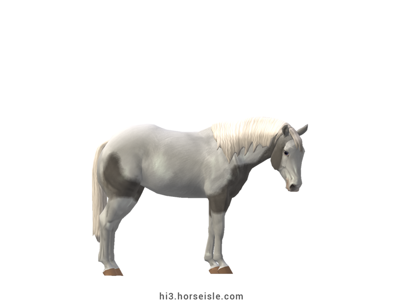 American Paint Horse Tovero Coat
