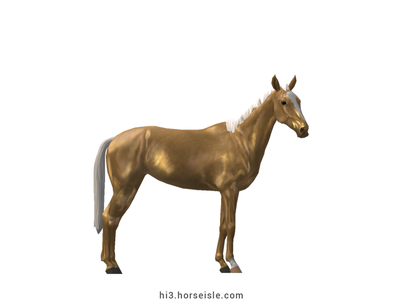 cremello akhal teke horse